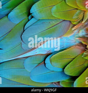 Beautiful bird feathers background of Greenwinged Macaw feathers pattern Stock Photo