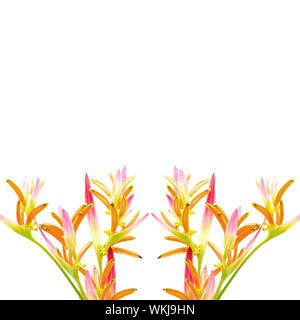 Pink Heliconia flower, Heliconia psittacorum Sassy, tropical flower isolated on a white background Stock Photo