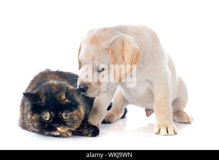 exotic shorthair cat and puppy labrador retriever in front of white background Stock Photo