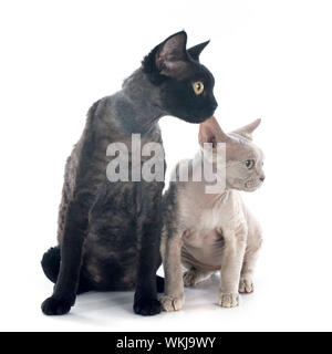 two devon rex cat in front of white background Stock Photo