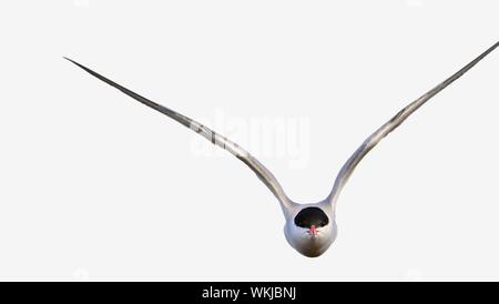 A common tern in flight on a white background. wings spread. frontal. The Common Tern (Sterna hirundo) Stock Photo