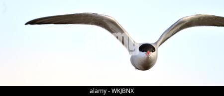 A common tern in flight on a white background. wings spread. frontal. The Common Tern (Sterna hirundo) Stock Photo