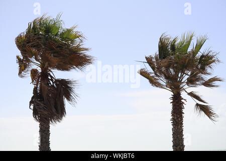 Low Angle View Of Palm Trees Against Clear Sky