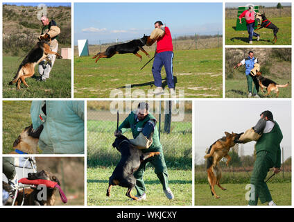 The figurant training police dogs. Attack to a sleeve Stock Photo