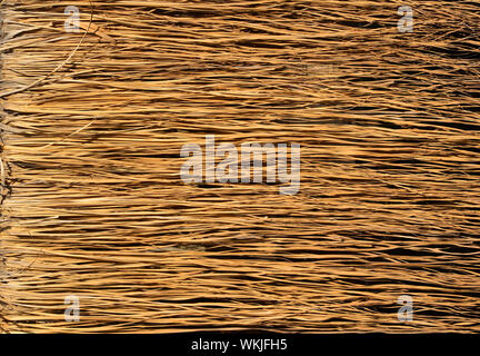 Yellow dry grass surface. Close up natural background Stock Photo