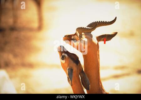 Gerenuk (Litocranius walleri), Stock Photo