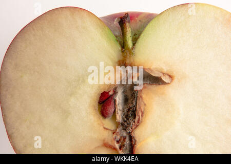 Sliced wormy apple macro image on white background. Close up of fresh ripe fruit with core and kernels affected by maggot pest Stock Photo