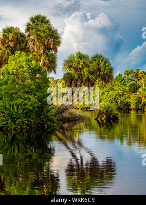 Palm trees overhanging Myakka River in Venice Florida