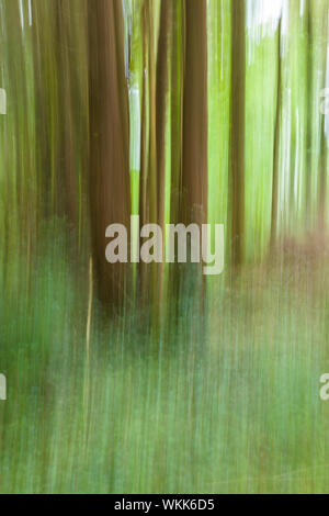 Abstract of blurred trees in green forest Stock Photo