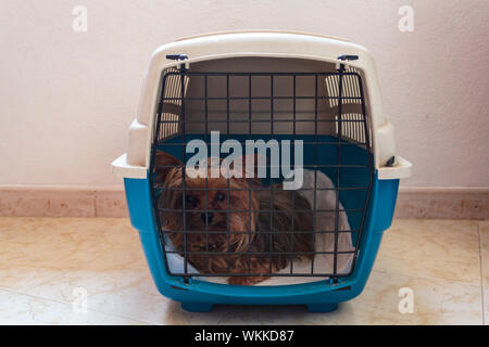 yorkie cage