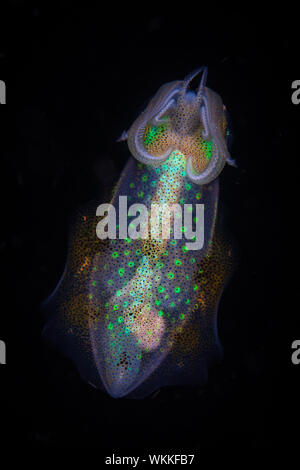 A colorful Bigfin reef squid, Sepioteuthis lessoniana, hovers above a sponge on a reef in Indonesia. This small squid is very common near coral reefs. Stock Photo