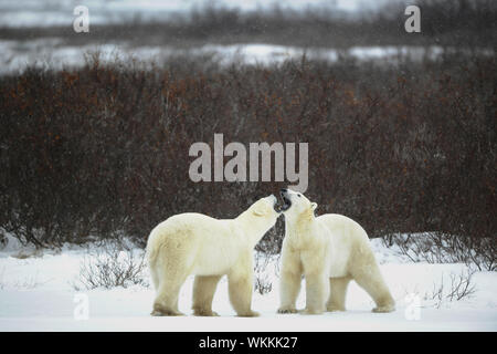 Dialogue of polar bears. Two polar bears have met against a dark bush and are measured by mouths. Stock Photo