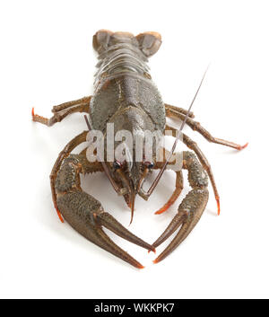 Alive isolated crawfish on the white background Stock Photo - Alamy