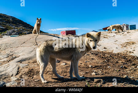 Greenland dogs - husky sled dog in Ilulissat Greenland. Greenlandic dog sled dog in summer nature landscape on Greenland. Stock Photo