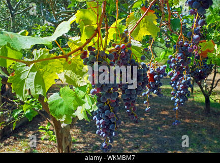 Table grapes pergola in Sardinia countryside Stock Photo