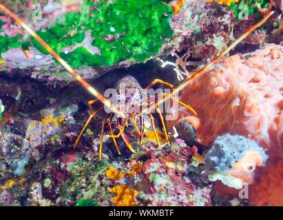 European spiny crayfish (Palinurus elephas), Sagone, Corsica, France Stock Photo