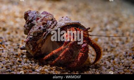 Hermit crab (Paguroidea) in snail shell, Osaka Aquarium Kaiyukan, Osaka, Japan Stock Photo