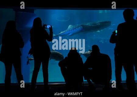 Silhouettes of visitors in front of a large aquarium with sea fish, large Whale shark (Rhincodon typus) swimming by, Osaka Aquarium Kaiyukan, Osaka Stock Photo