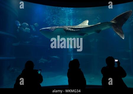 Silhouettes of visitors in front of a large aquarium with fish, large whale shark swimming by, Osaka Aquarium Kaiyukan, Osaka, Japan Stock Photo