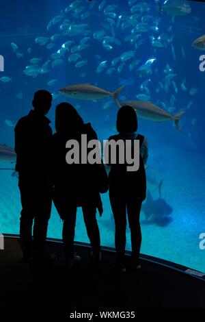 Silhouettes of visitors in front of a large aquarium with large fish, Osaka Aquarium Kaiyukan, Osaka, Japan Stock Photo