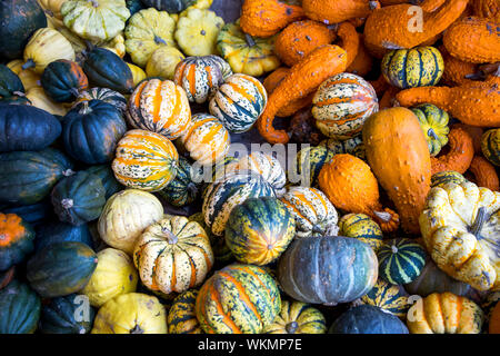 Various decorative pumpkins, on a farm, near Dingden, Westmünsterland,   Germany Stock Photo