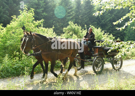 A 60 year old man drives a carriage with two horses ((Saxon Thuringian heavy warm blood).) The camera shows the side of the carriage in the back light Stock Photo