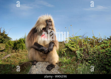 Close up of a male Gelada monkey (Theropithecus gelada) in Simien mountains, Ethiopia. Stock Photo