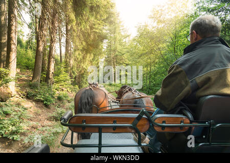 A man drives a carriage with two horses (Saxon Thuringian heavy warm blood). The ride is on a forest path. Sun shines through the treetops. Stock Photo