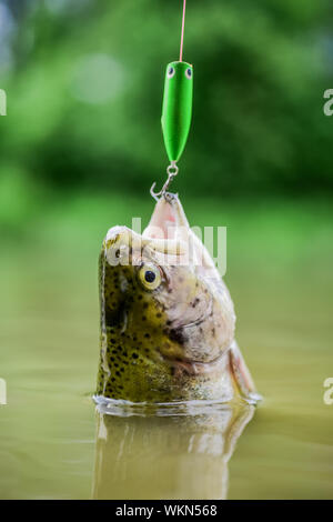 Fish open mouth hang on hook. Fish hook or fishhook is device for catching  either by impaling in mouth. On hook. Trout caught. Good catch. Fish in  trap close up. Bait spoon
