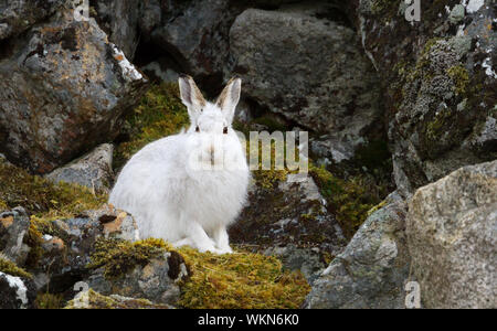 Close up of a Mountain hare (Lepus timidus) in the highlands of Scotland. Stock Photo