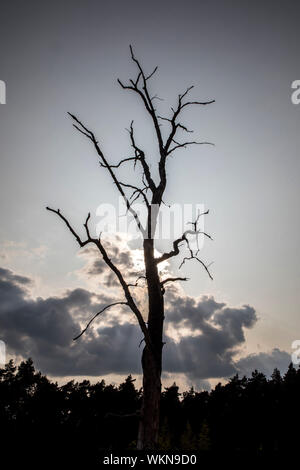 Dead tree, nature reserve Schwarzes Wasser in the nature park Hohe Mark Westmünsterland, near Wesel,   Germany Stock Photo