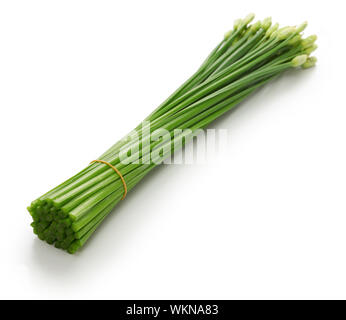 flowering garlic chives isolated on white background Stock Photo