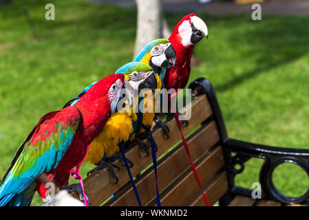 Blue and Gold Macaw (Ara ararauna) and Scarlet Macaw (Ara macao) perched together on a bench in the sunny weather.