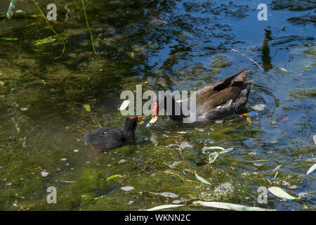 A female common Moorhen Gallinula chloropus feeding her chick. Stock Photo