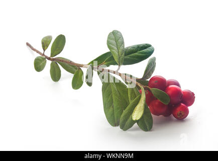 Cowberry Stock Photo