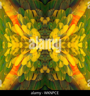 Seamless pattern made from Sun Conure feathers Stock Photo