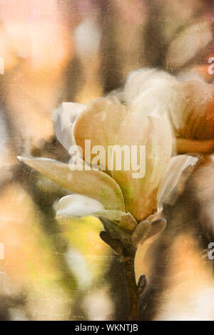 Japanese Magnolia tree blossoms with extreme shallow DOF. Stock Photo