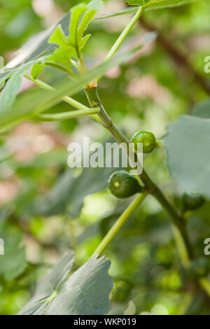 Botanical background of small green figs ripening on a Ficus carica tree against green leaves and sky Stock Photo