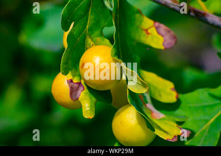 Round yellow growths on the leaves of an oak tree. Natural background. Stock Photo
