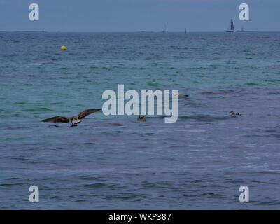 Groupe de mouettes marrons posées sur l'eau , qui pechent les petits poissons , voilier au loin , rochers sur le coté , plage de plouguerneau Stock Photo