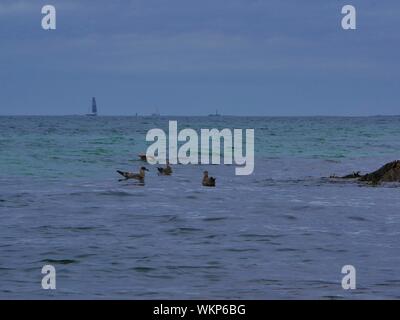 Groupe de mouettes marrons posées sur l'eau , qui pechent les petits poissons , voilier au loin , rochers sur le coté , plage de plouguerneau Stock Photo