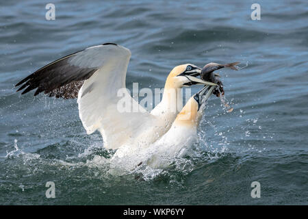 Gannets Fighting Over Fish in Sea Stock Photo