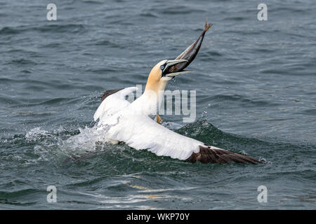 Gannet with Fish in Sea Stock Photo