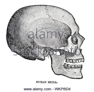 Human skull, vintage illustration from 1884 Stock Photo