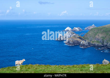 Sheeps in the cliffs in Muckle Flugga Lighthouse from Unst Hermaness National Nature Reserve, Shetland, Scotland, United Kingdom Stock Photo