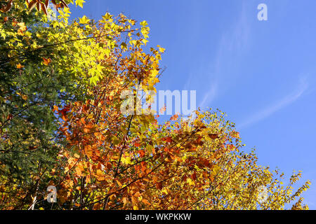 Fall forest, red, yellow, green leaves against bright blue sky, copy space Stock Photo