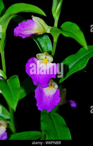 Terrestial orchid, Brachycorythis helferi, native specie terrestrial orchid in the southeast asian area Stock Photo