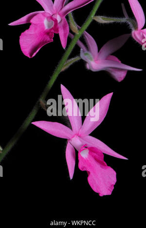 Pink ground orchid, Calanthe rosea, native specie terrestrial orchid in the southeast asian area Stock Photo