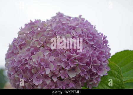 Pink flowering hydrangea in the garden Stock Photo