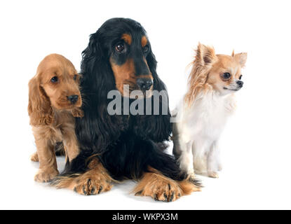portrait of a  puppy english cocker, adult and chihuahua in a studio Stock Photo